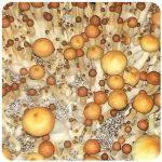 Псилоцибиновые (галлюциногенные)  грибы Psilocybin "Golden Teacher" в Южно-Сахалинске