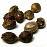Семена марихуаны АК-47  (Seeds AK-47) в Южно-Сахалинске